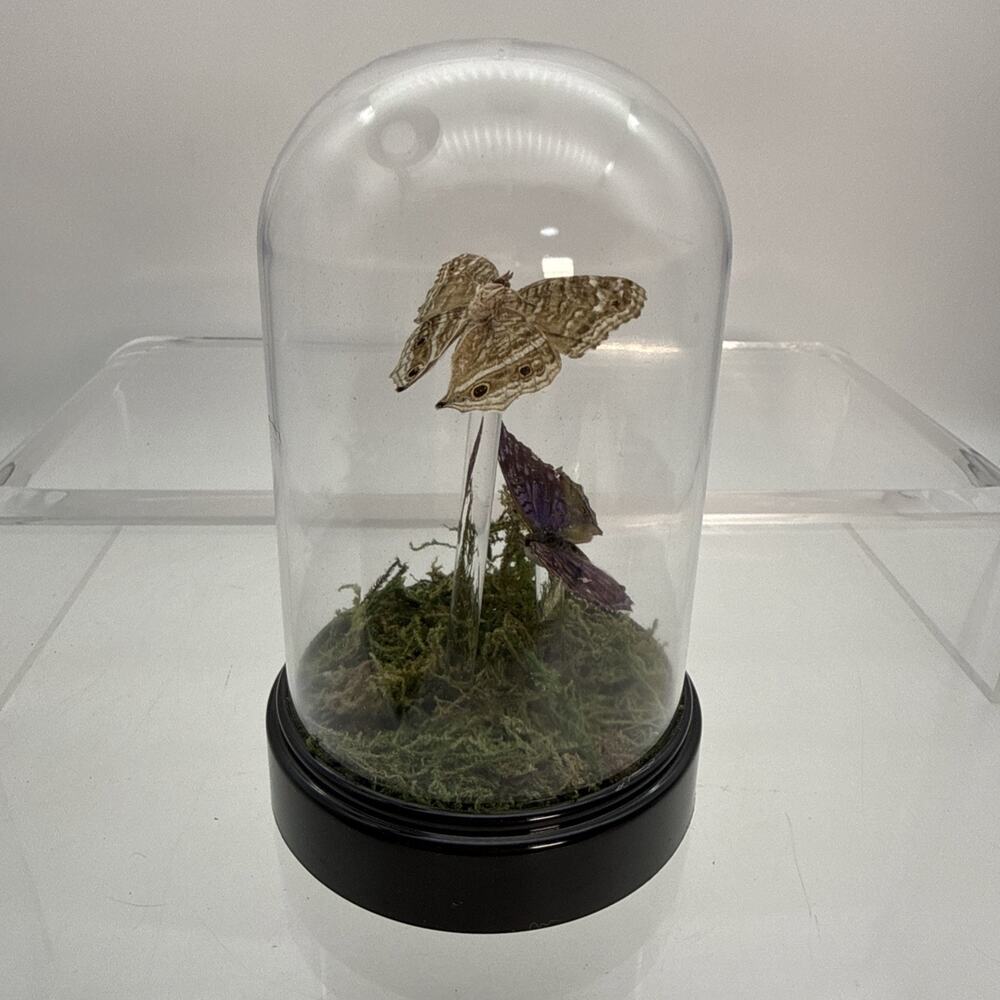 2 Preserved Royal Blue Pansy Butterfly Display in Plastic Cloche Dome